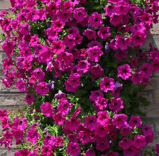 イゲア ホテル 3*